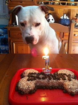 Torta di compleanno per cani, senza Cottura in forno